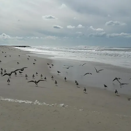 Apartament Forest Terrace De Mira