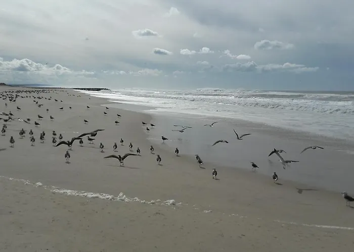 Apartment Forest Terrace De Mira