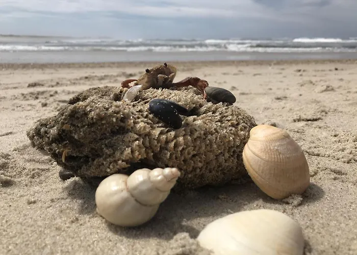 Apartment Forest Terrace De Mira